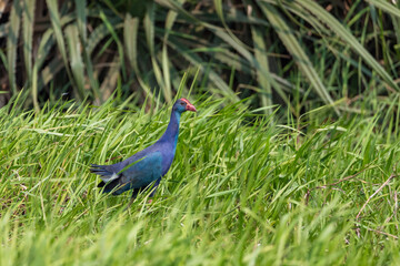 grey headed swamphen or the purple swamphen from India in odisha.