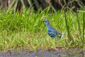 grey headed swamphen or the purple swamphen from India in odisha.