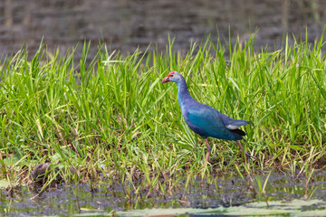 grey headed swamphen or the purple swamphen from India in odisha.