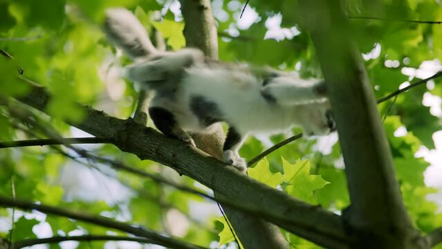 fluffy cat climbing tree . cat sitting on branch