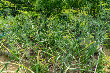 Green onion bed