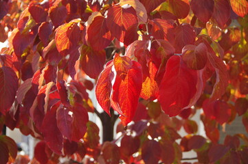 紅葉したハナミズキの葉