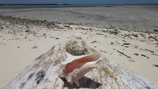 Pink Queen conch on exotic caribbean beach, tilt up reveal tropical paradise Los Roques 

