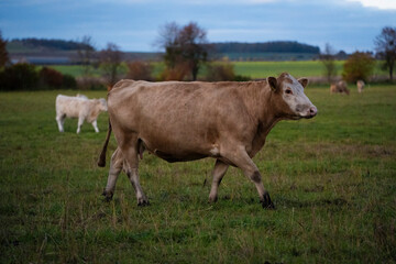 Naklejka na ściany i meble Beautiful cute brown cow and green grass pasture, farmland, outdoor, sunny cloudy