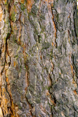 Pine tree bark texture