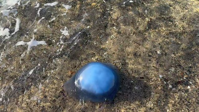 Jellyfish population drifting to the beach and losing their lives due to ecological, climatic and environmental reasons
