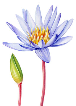 Violet lotus flower, bud on isolated white background, watercolor illustration, flora hand drawing, botanical painting