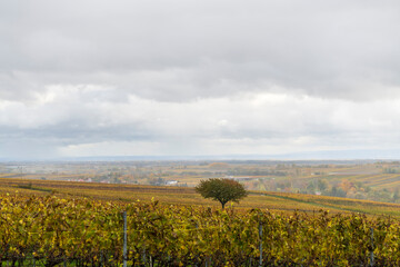 tree in a vineyard in a rain shower in autumn