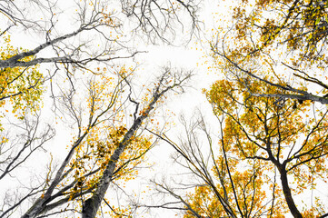 Beautiful scenic view from the bottom to the top of the trees. Yellow golden autumn leaves