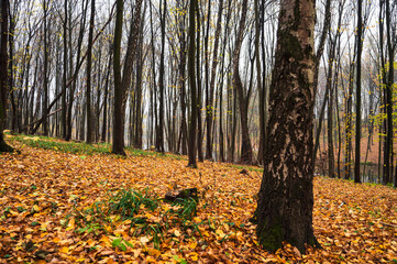 Path through park on the bank of river. Golden autumn landscape with trees and colorful yellow leaves