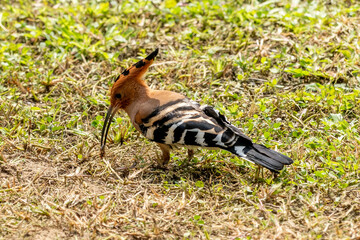 Hoopoe bird foraging for food on a green grass, Common Hoopoe or Upupa Epops, beautiful bird Find insects in the green field.