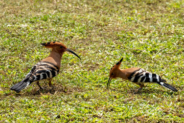 Hoopoe bird foraging for food on a green grass, Common Hoopoe or Upupa Epops, beautiful bird Find insects in the green field.