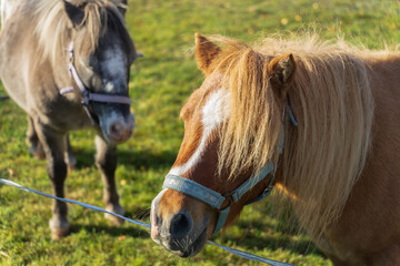 Two small ponies are grazing in a meadow near a fence, close-up photo.