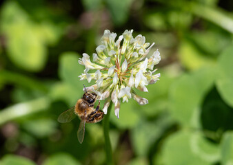 生物多様性のイメージ（日本、東京で撮影）（クローバーの花とミツバチ）