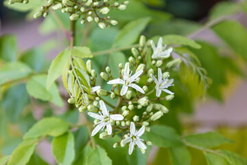 カレーの木に白い花が咲く（別名curry tree、オオバゲッキツ、ナンヨウザンショウ）