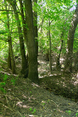 Small stream in the forest
