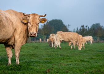 Naklejka na ściany i meble blonde d'aquitaine cow grazing in green grassy meadow