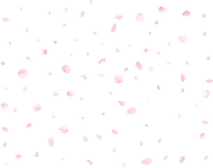 Pink sakura petals.