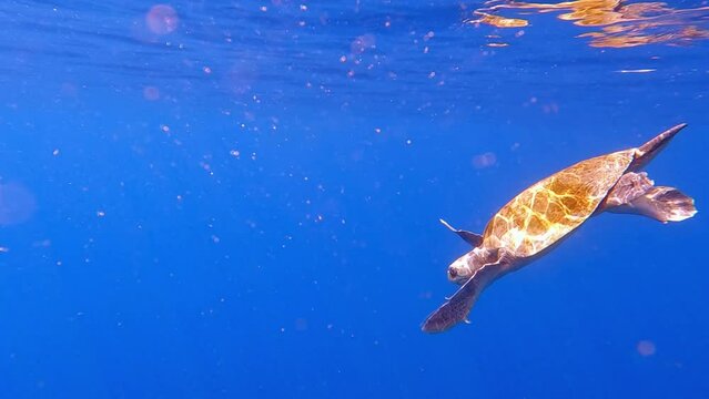 Olive ridley sea ​​turtle swimming, Mazunte, Oaxaca, Mexico, slow motion, lateral