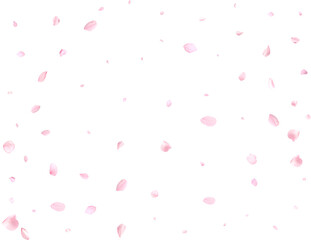 Pink cherry petals.