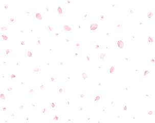 Pink cherry petals.