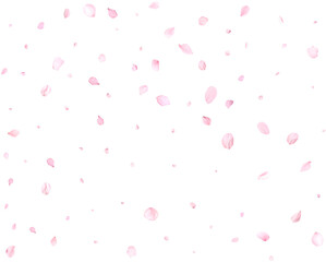 Pink cherry petals.
