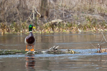 Mallard duck swimming on a pond picture with reflection in water. One mallard duck quacking on a lake