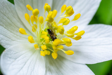 close up photo of hylaeus or bee on the White flower with green leaves in the garden