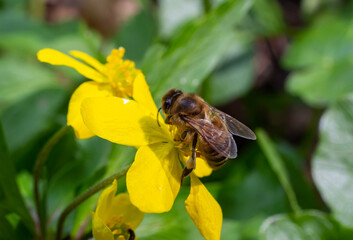 Honey bee on Yellow wood Anemone, Anemonoides ranunculoides. Nature awakening in spring