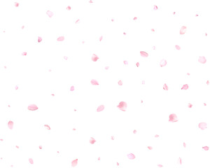 Beautiful sakura petals.