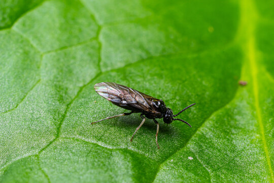 Aquilegia sawfly called also columbine sawfly Pristiphora rufipes. Common pest of currants and gooseberries in gardens and cultivated plantations