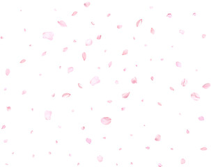 Beautiful sakura petals.