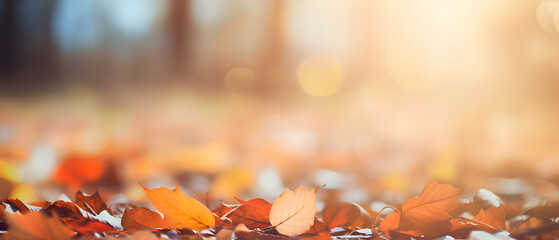 Beautiful ultra-wide fall park background with bokeh background.