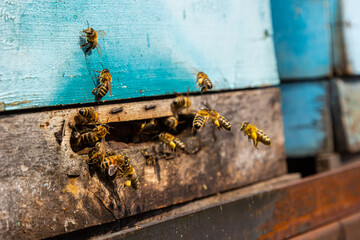 Group of bees near a beehive, in flight. Wooden beehive and bees. Bees fly out and fly into the round entrance of a wooden vintage beehive in an apiary close up view