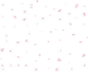 Beautiful sakura petals.