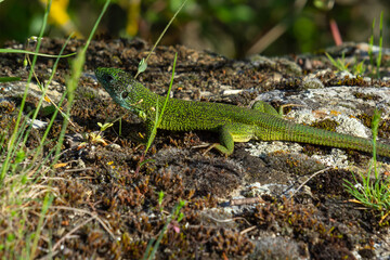European green lizard Lacerta viridis emerging from the grass exposing its beautiful colors