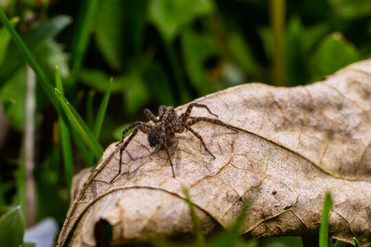A close-up shot of a Pardosa milvina spider on a leaf in the garden