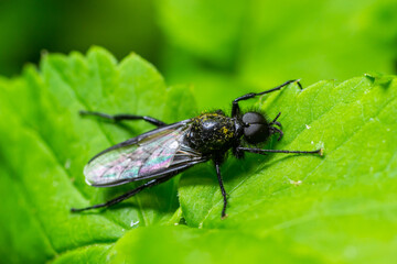 Naklejka premium Bibio marci is a fly from the family Bibionidae called March flies and lovebugs. Larvae of this insects live in soil and damaged plant roots