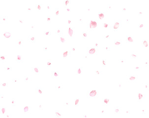 Beautiful cherry petals.