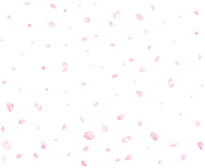 Beautiful cherry petals.