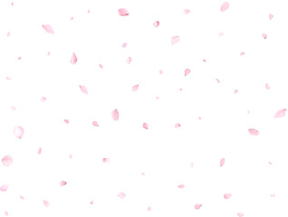 Beautiful cherry petals.