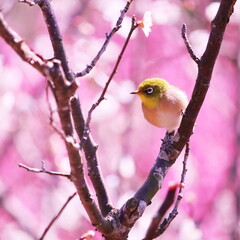 春の訪れを告げる梅の花とメジロ