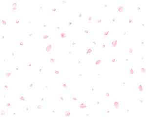 Beautiful cherry petals.