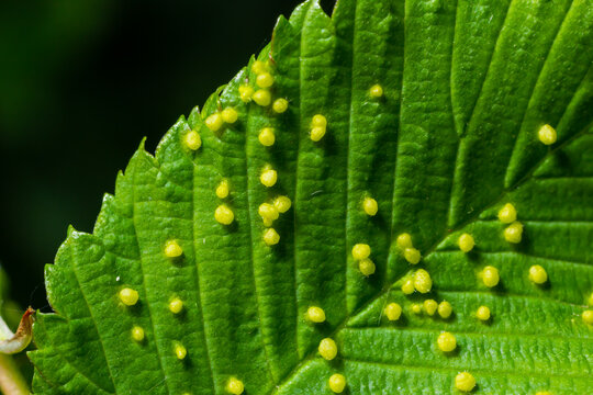 Leaves with gall mite Eriophyes tiliae. A close-up photograph of a leaf affected by galls of Eriophyes tiliae.