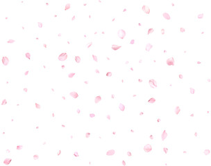 Beautiful cherry petals.