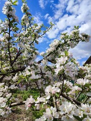 blooming cherry tree
