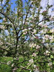 apple tree blossom