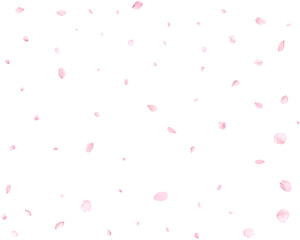 Beautiful cherry petals.