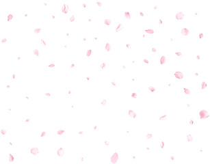 Beautiful cherry petals.