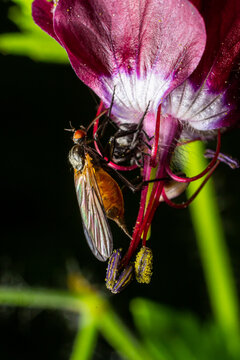 Empis tesselata Dance Fly on a plant